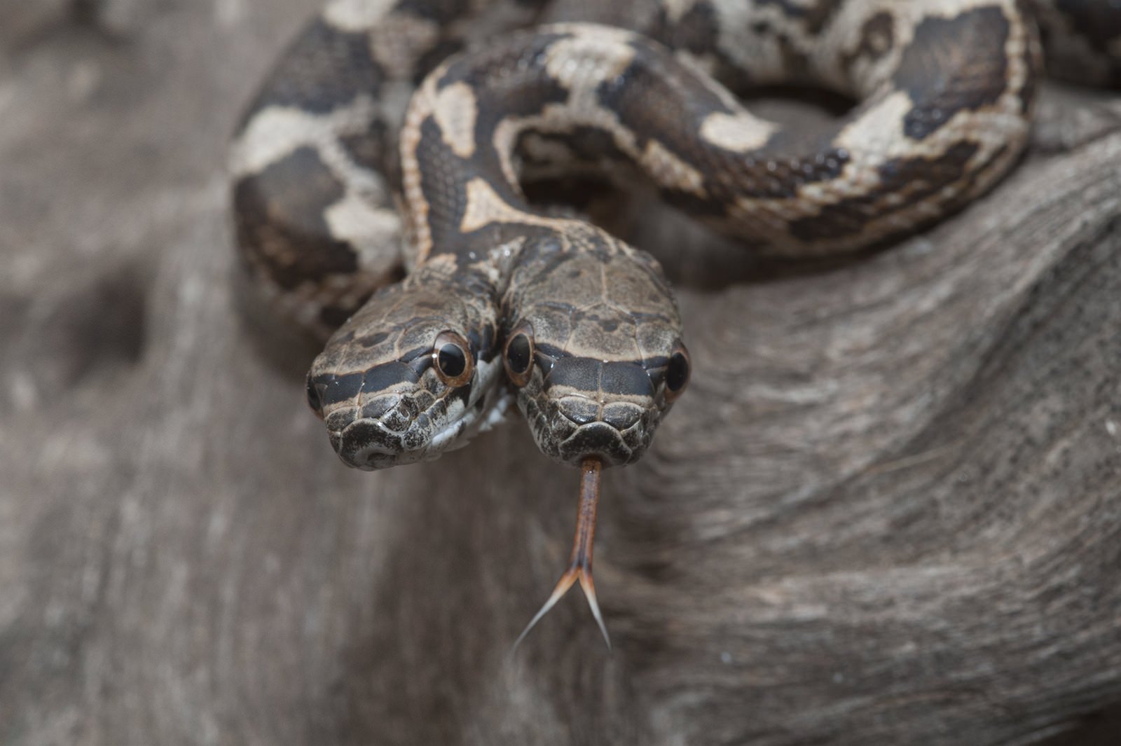 土屋アソビ Twitterissa 双頭のヘビ 脳がふたつあるとしたら ひとつは右に ひとつは左にだったら避けてしまいそうで怖い わたしはそういう 意味でコワイ T Co Nc8d4iupwt T Co Xjpjk9sgfq Twitter