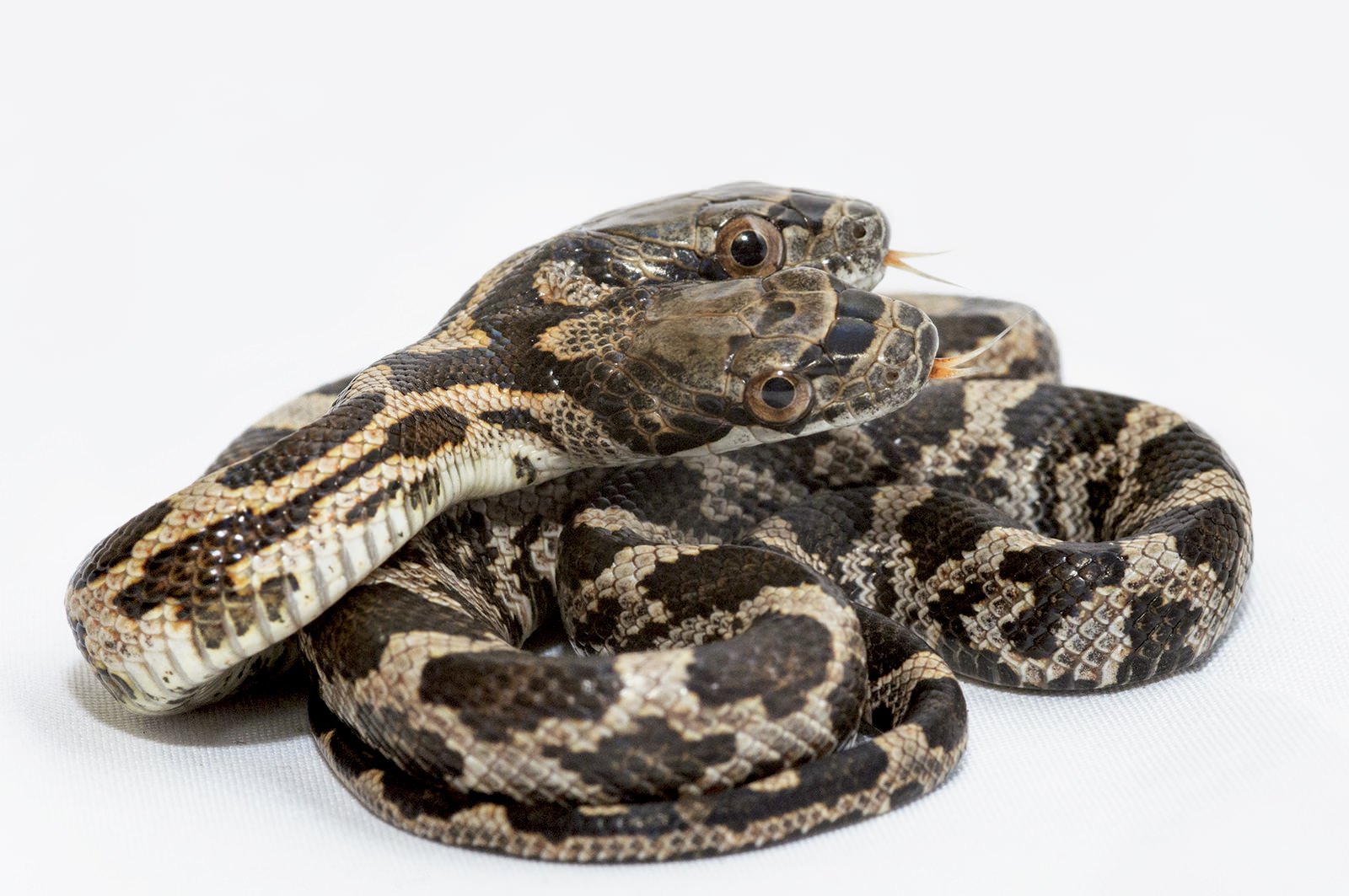 土屋アソビ Twitterissa 双頭のヘビ 脳がふたつあるとしたら ひとつは右に ひとつは左にだったら避けてしまいそうで怖い わたしはそういう 意味でコワイ T Co Nc8d4iupwt T Co Xjpjk9sgfq Twitter