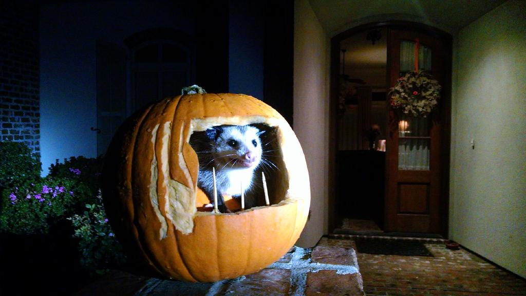 CFlock's tweet image. We had an unexpected "star" visit our carved pumpkin theater tonight! #pumpkin #HappyHalloween #halloween2015