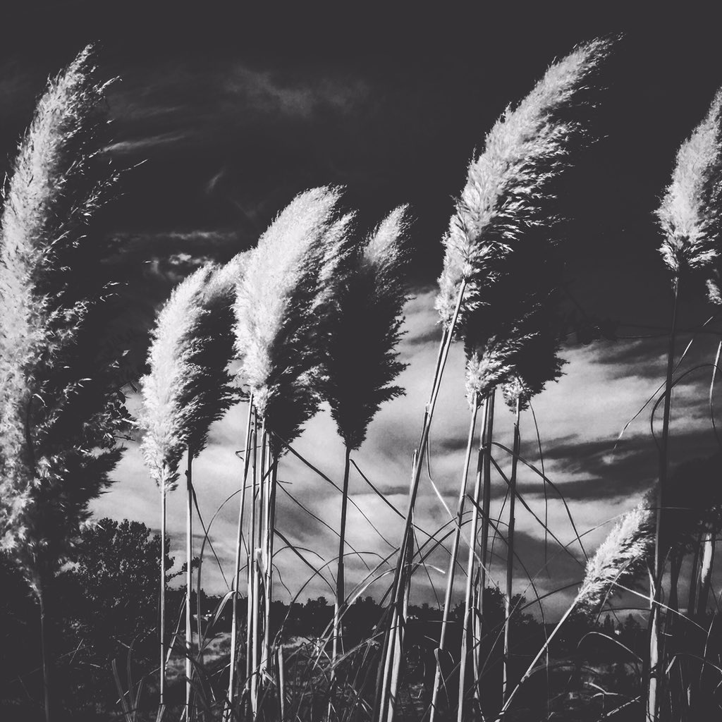 Krisheyephoto's tweet photo. Windy side of the road...
#windy #roadside #cloudyskies #gloom #blackandwhite #bnw #WHPspooky https://t.co/X3o5VNtvyp