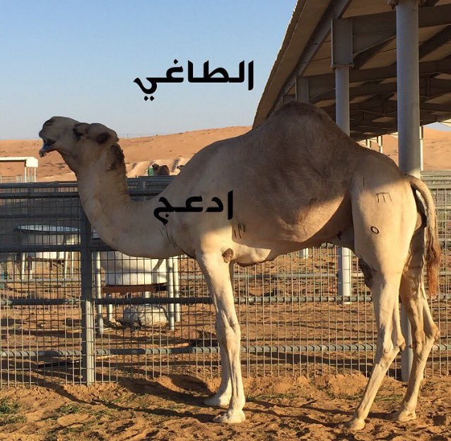 3Galbe tweet picture
