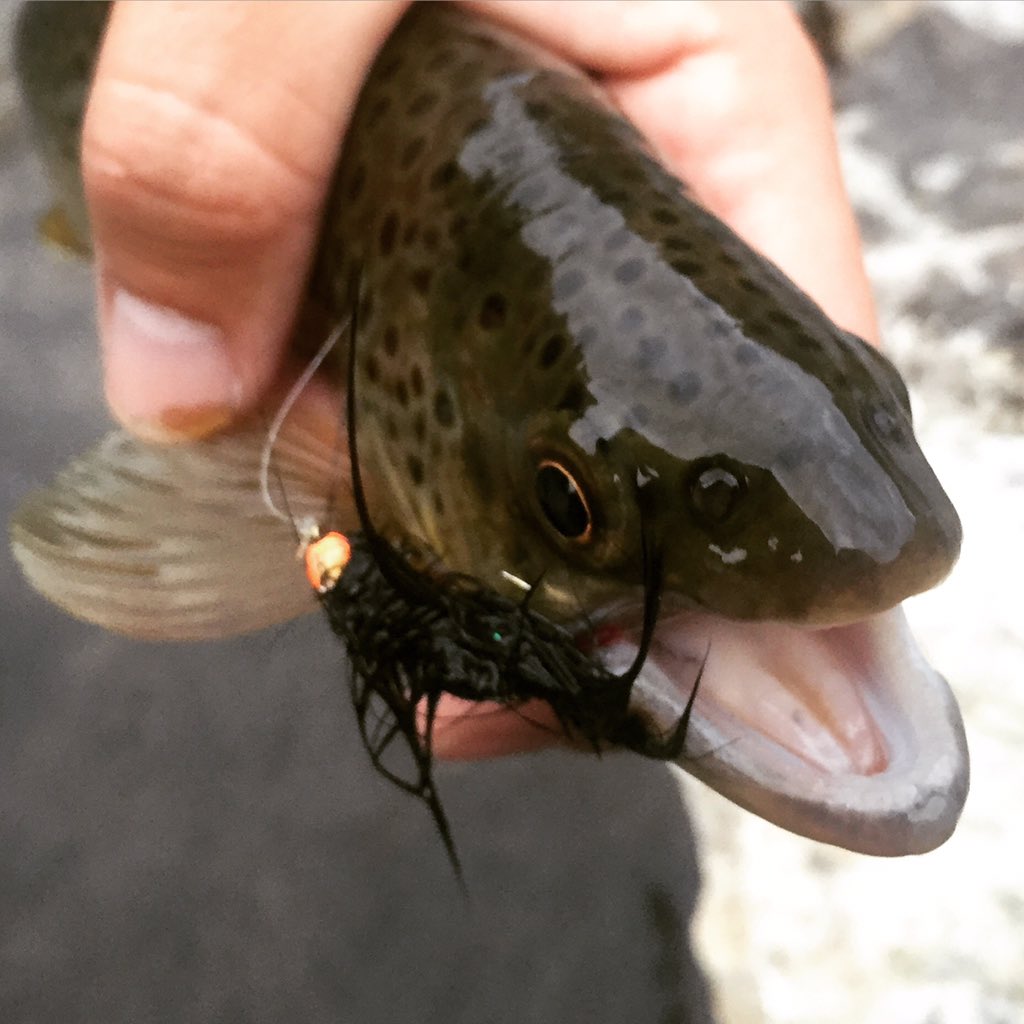 TheDyerOnSnow's tweet photo. The #spawn plus #streamers equals good time @brightonanglers #findyourwater #browntrout #trout #flyfishing #BsFish https://t.co/9RN3oM3CKO