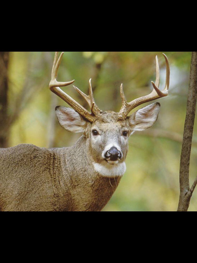 rawnpatrick's tweet image. Good luck hunters