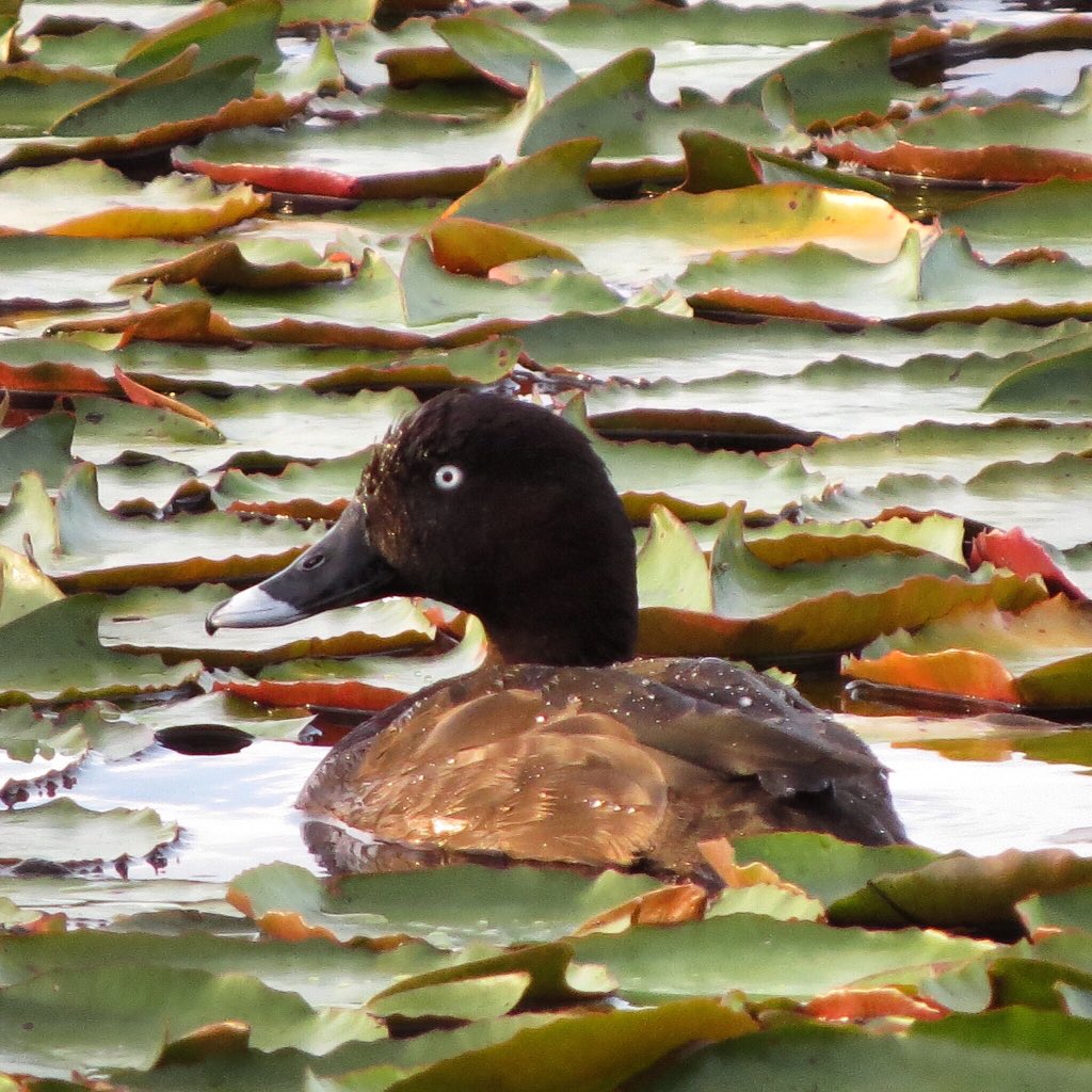 shelleymlloyd's tweet photo. Paddling through Monday. #nativehen #wildoz @BirdlifeOz https://t.co/hSP3kDNKAT