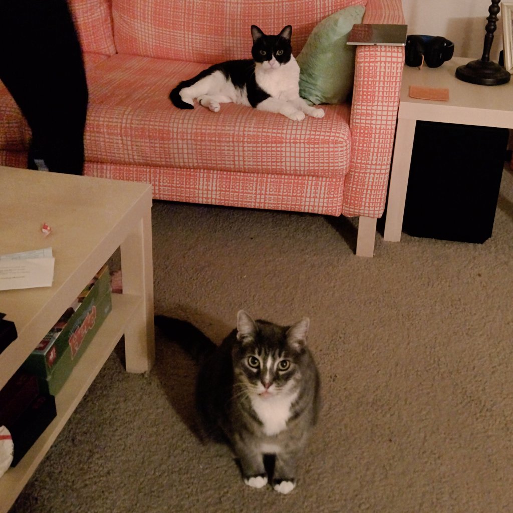 shiraz's tweet photo. Why do I feel like I'm always being judged https://t.co/BTN8P6osfd