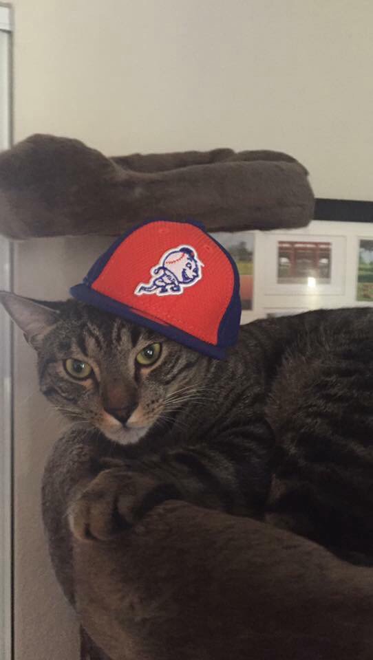 wellcoachjess's tweet image. #TheBig7th #LGM #metsmagic #harveyday #thedarkknight