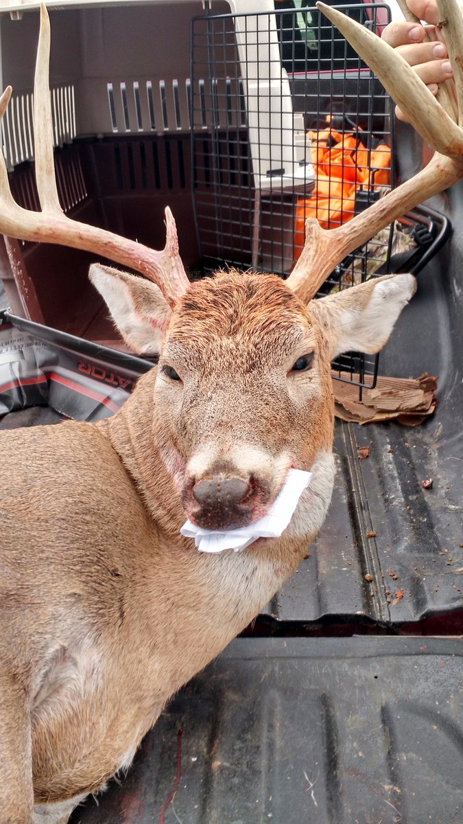 okdeerprocessor's tweet photo. Oh deer! I almost forgot my tag! https://t.co/Im4AHe6xMn    #meatinthefreezer #bringusyourkills #mudcreekprocessing https://t.co/7aBwYEM8m7