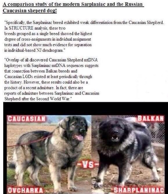 Natural Canines The Modern Sarplaninac The Modern Caucasianovcharka Shares The Same Destiny And Are As Like As The Same Breed T Co 8za3eficjn