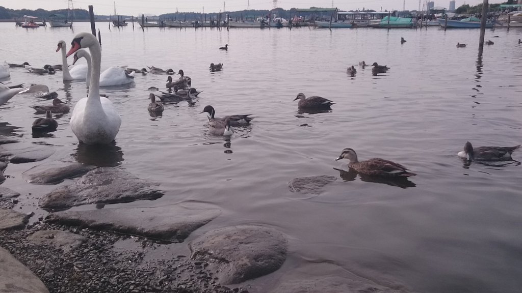 ayaponnu's tweet photo. 昨日は晴れていて気持ちよかったのですが鳥サンは少なかったそうです🐥
朝イチで行けなかったので何も出来なかったのですが館内の展示なども!!✨
#JBF2015 https://t.co/fnD5xm6hZL