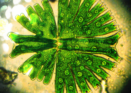 BIOTECH_SI's tweet photo. Investigadores estudian el uso de microalgas para depurar residuos agroindustriales https://t.co/lsv5Hm46lj https://t.co/7Pzd3hgheo