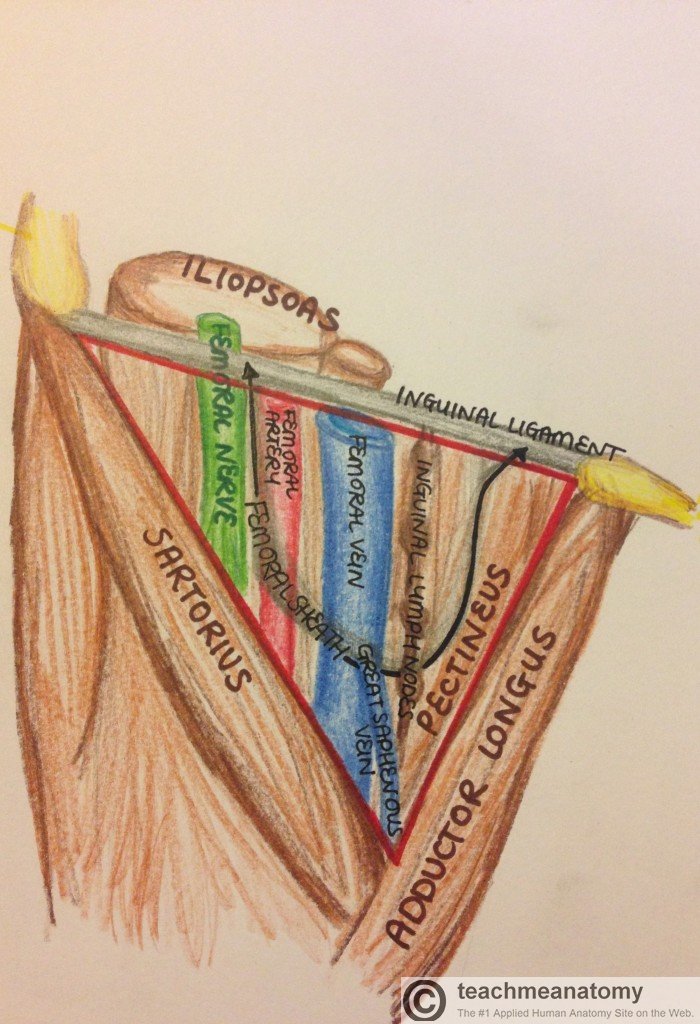 W_12PM_251LAB's tweet photo. A little preview of what's to come. #FemoralTriangle #knowyourspaces #AnatomyISlife https://t.co/pKjJKJj7PD