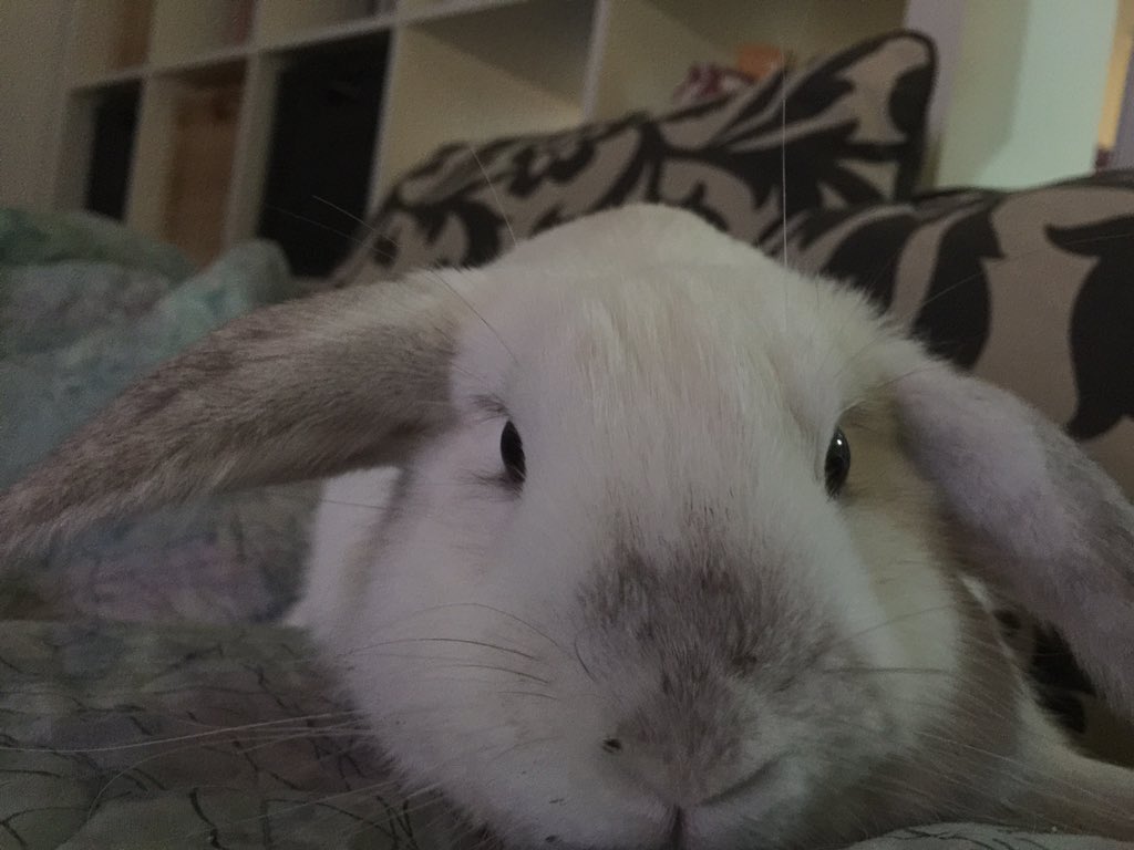 Penellyellyop's tweet photo. @Shaunlowe83 Lola sends kisses! #lolarabbit https://t.co/uliUMiSASI