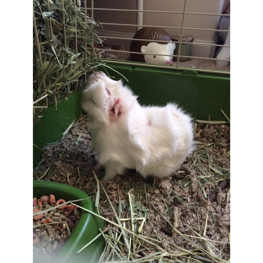 samajama0012's tweet photo. @ZozeeBo  I just wanted to show you my Guinea pig I named him pippin ! After yours ^.^ https://t.co/XehzjZ3Z0W