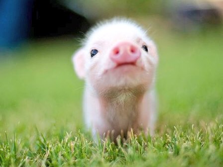 LuzuGames's tweet photo. En unas horas habra videos nuevos en el canal y eso pone contento a Manolo 😊🐷 https://t.co/hCLU0KiLt1