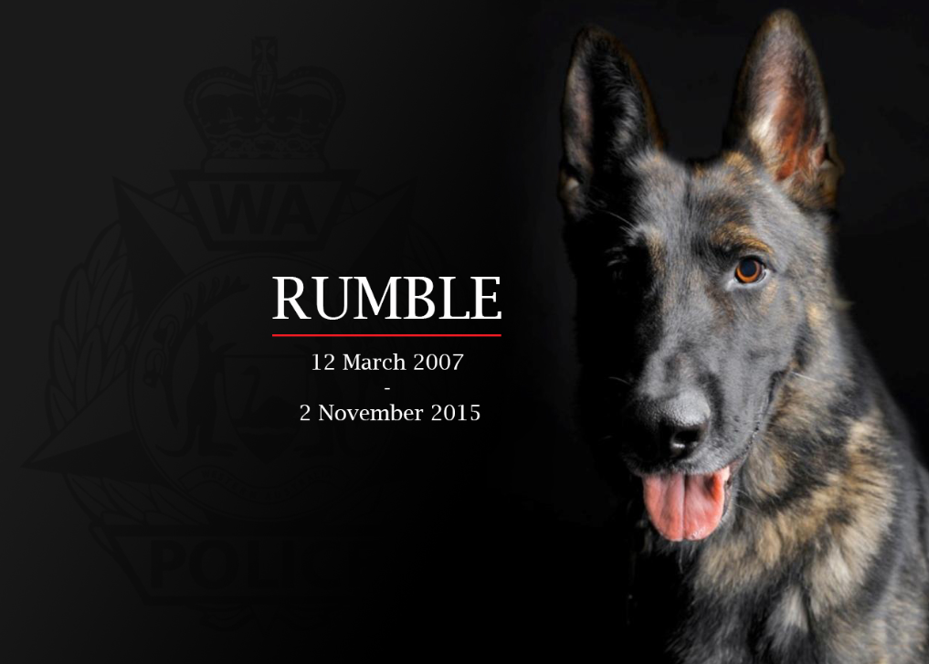 WA_Police's tweet photo. It is with great sadness that 'Our Boy' Rumble has succumbed to his illness. https://t.co/22iH6RMGb5 https://t.co/eN8KvxckPU