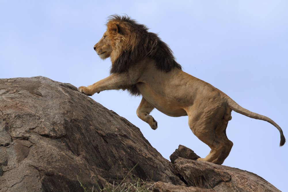 safari_dot_com's tweet photo. On a mission in Botswana. A Black Maned Lion on his way to a better lookout. #TheAfricaTheMediaNeverShowsYou https://t.co/R4zCNv9enp