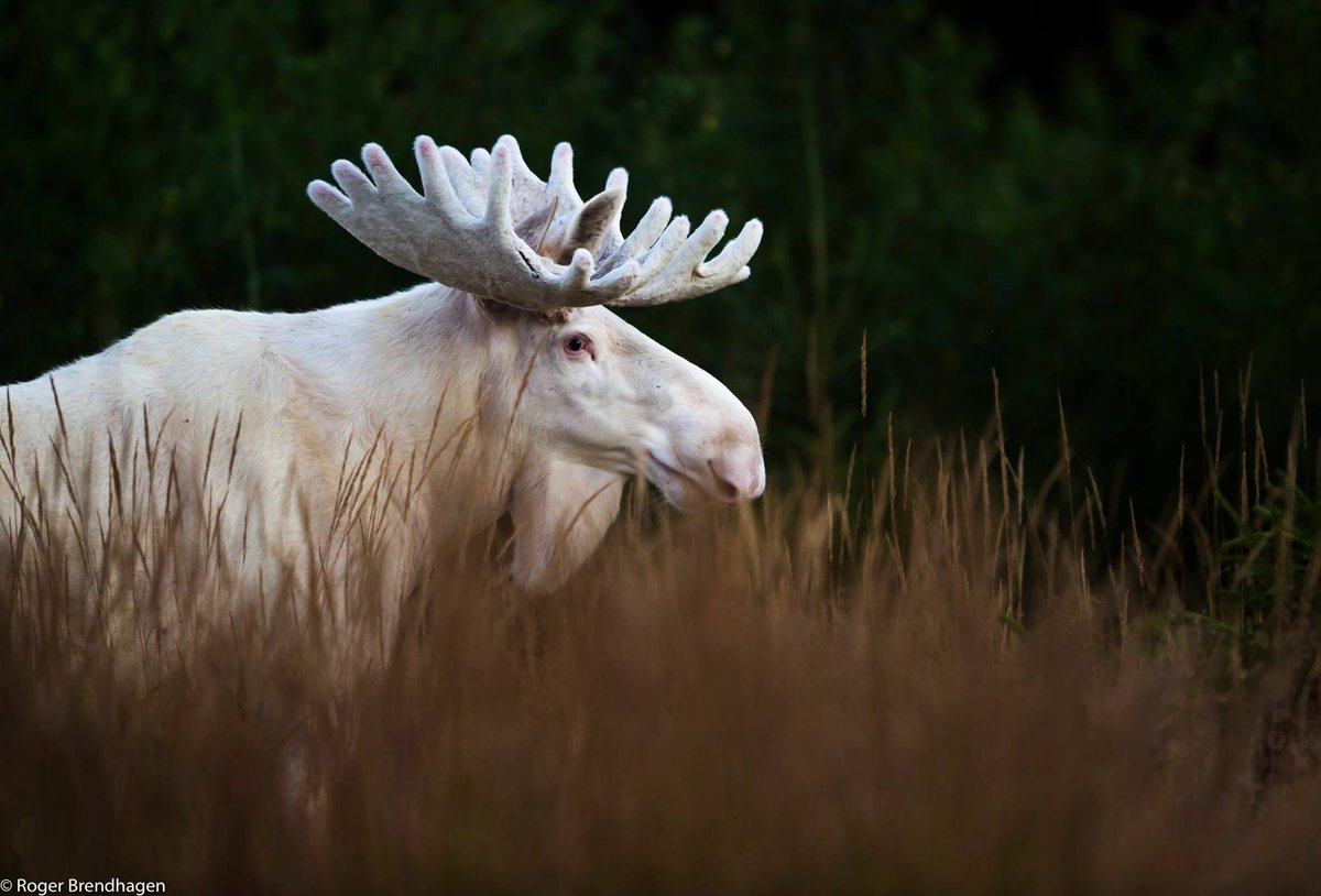 elusive_moose's tweet photo. A rare sighting 😊 #MondayMoose... is an albino bull. Photo Roger Brendhagen #Norway #wildlife #moose @VisitNorway https://t.co/kAyHy4R4gx