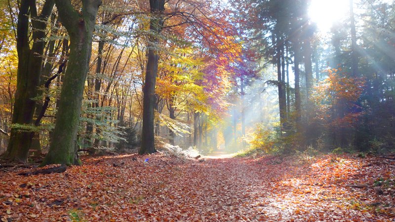 RunDoggy's tweet photo. What more can I say :-) #camprun #autumn https://t.co/x4503pBnJD