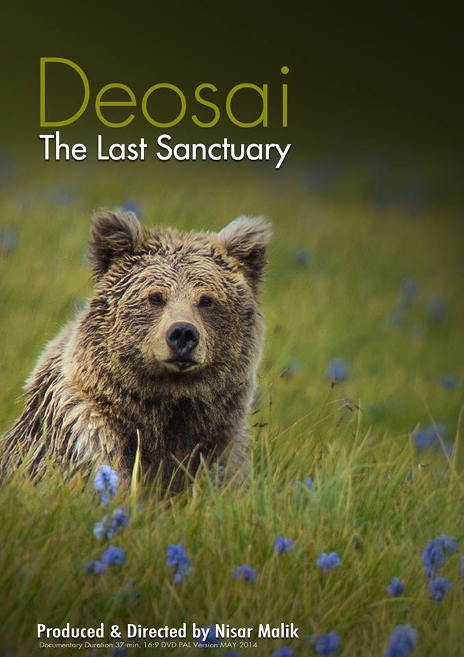 Ehtishamsx's tweet photo. The Himalayan brown bear found in #Deosai plateau. Sadness? Almost extinct... #WalkaboutFilms https://t.co/M0XbvD1qL1
