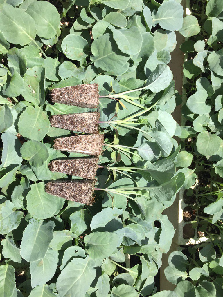 HoekSeedlings's tweet photo. Parthenon - #broccoli #sakataseed #seedlings #hoekseedlings #broccolifarming https://t.co/DR6n7f9wfz