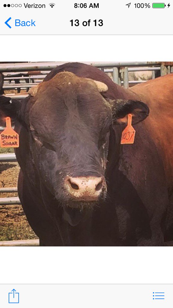 chadberger's tweet photo. One of my favorite bulls @TeamCooperTire Brown Sugar so fun to be around @PBR @jbmauney @ChrisPantani https://t.co/ygaPoguA9Q