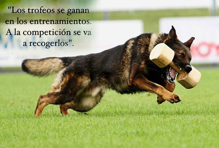 Madridogs's tweet photo. Un poco de #motivacion para el lunes. #madridogs #perros #IpoTraining https://t.co/Y95xygluDI