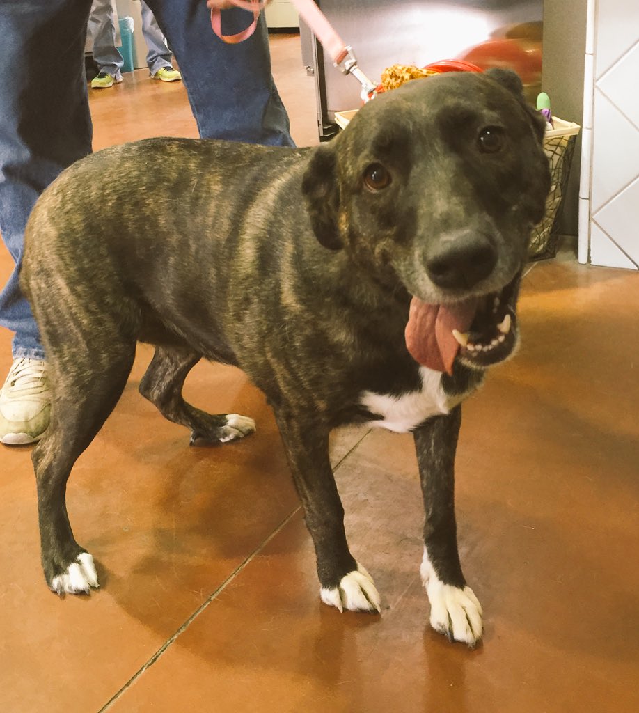 A New Leash on Life tweet media