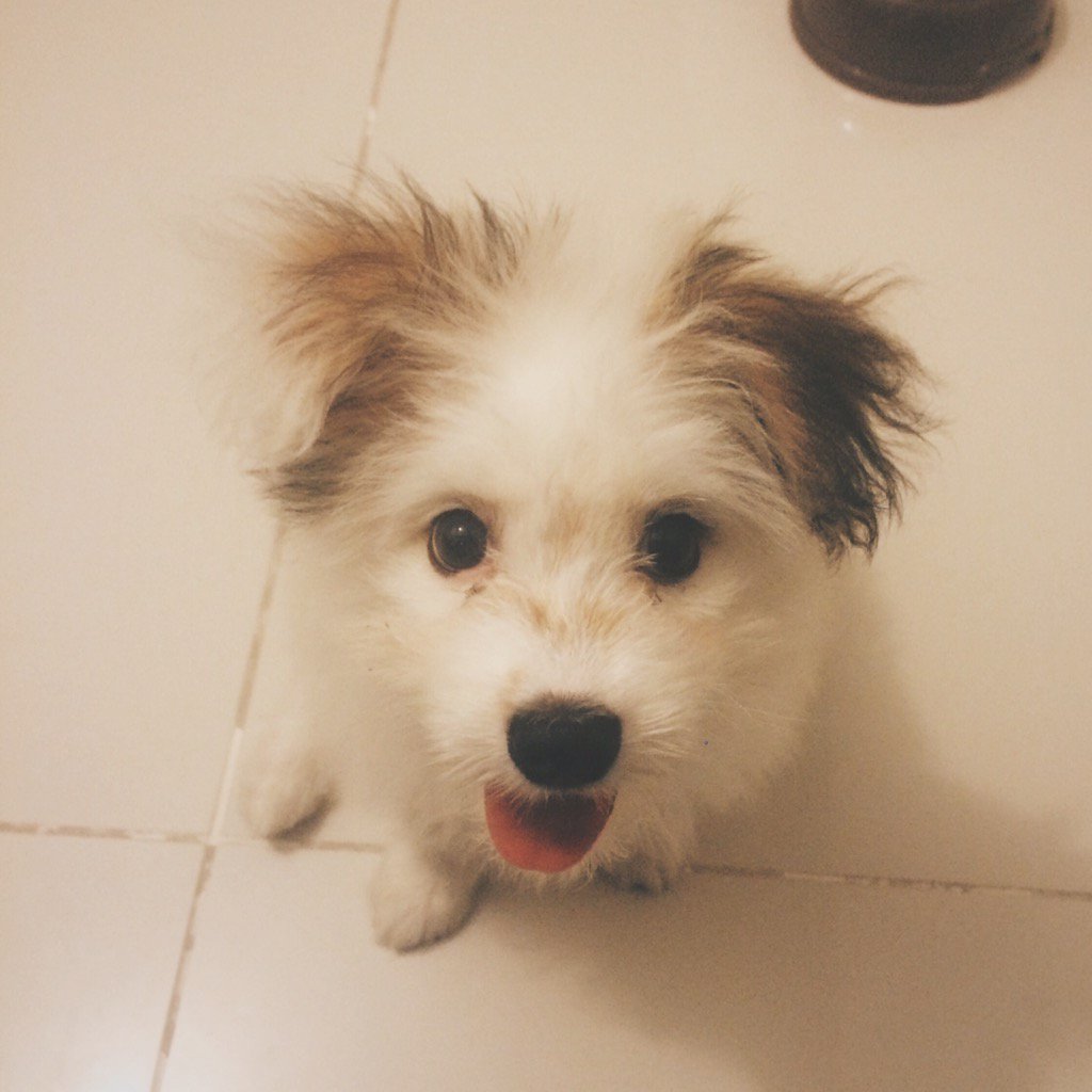 camille_peng_'s tweet photo. Why so cute Appa? πΆπ #baboyka #pakagat https://t.co/TYNGNC1lHk