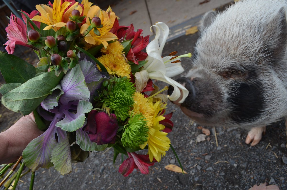 RossMillFarm's tweet photo. What makes Monday a happy day?  A bouquet of flowers to eat?  #yum #petpigs #love #piggies #potbelliedpigs #silly https://t.co/bycDNKBpKj