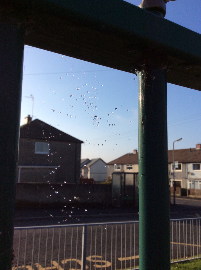 DaltonStMarys's tweet image. Beautiful webs in our early years playground this afternoon. #funexploring #amazingminibeasts #Godscreation