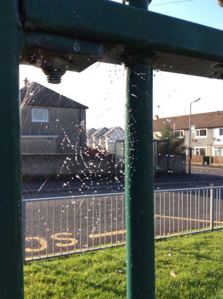 DaltonStMarys's tweet image. Beautiful webs in our early years playground this afternoon. #funexploring #amazingminibeasts #Godscreation
