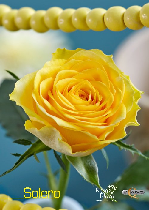 Onze nieuwste rozen Solero en Sorbet Avalanche+ zijn vandaag geïntroduceerd <a href="/FloraHolland/">Royal FloraHolland</a>.