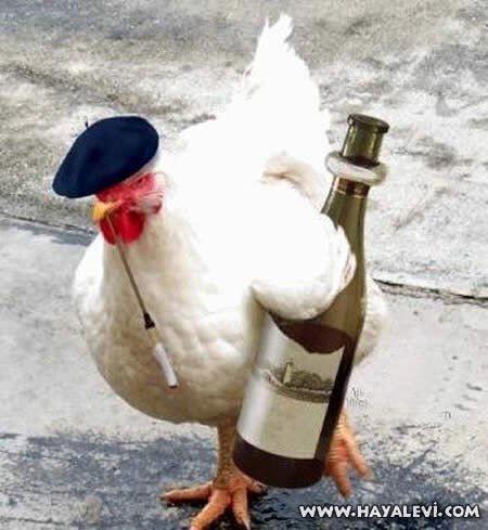 4⃣Bİ DE BU ÇEŞİT TAVUKLAR VAR...BELKİ DE SANA EN UYGUNU...😂😂😂BU KIYAĞIMIZI ARTIK UNUTMAZSIN...😂😂😂