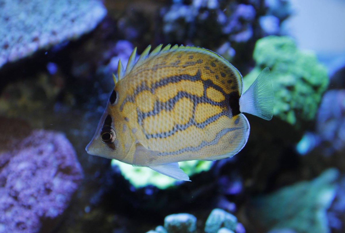 First record of hybridization in the Hawaiian endemic butterflyfish Chaetodon fremblii - reefs.com/blog/2015/11/0…