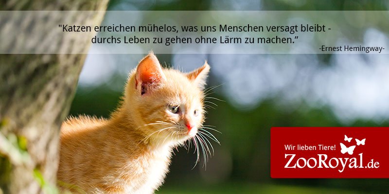 zooroyal's tweet photo. Stimmt genau, oder <3?
#cats #catsofgoogleplus #catsallovertheworld https://t.co/djsyDLbpyO