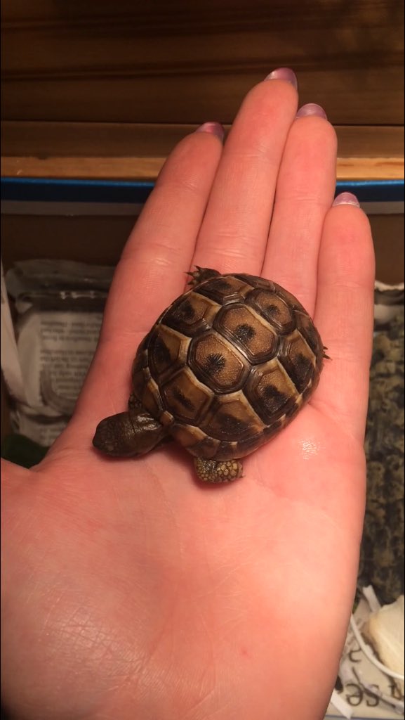 zograhamm's tweet photo. new addition to the family #tinytortoise #thankyouhenry 😍🐢 https://t.co/DDeKTD515T
