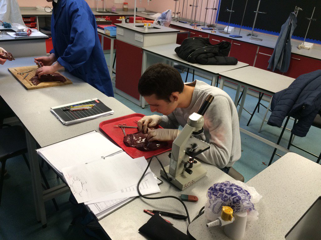 SamWardScience's tweet photo. Our A-Level Biologist had a great time dissecting the liver. #SkilledWithTheScalpel https://t.co/eNb6Y0xzg6