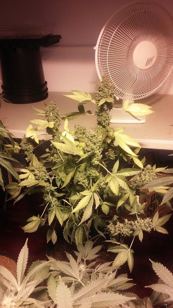 cmartin0725's tweet photo. Alnost time ✂✂✂#pre98 bubba. Underfed, using the best additives, and the results show #buddhastree #pk918 @aksuperk https://t.co/vt3pqiYnuf