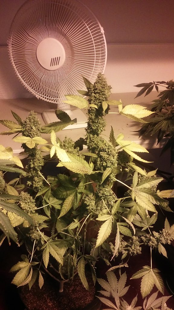cmartin0725's tweet photo. Alnost time ✂✂✂#pre98 bubba. Underfed, using the best additives, and the results show #buddhastree #pk918 @aksuperk https://t.co/vt3pqiYnuf