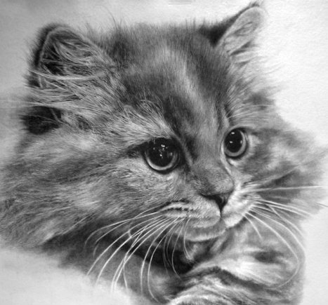 29+ Gambar Kucing Paling Keren - Gambar Keren Coy