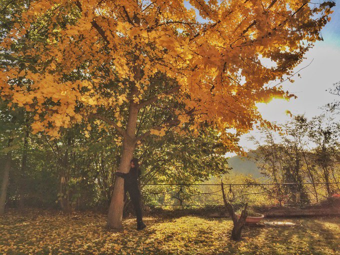 Siria abbraccia l'albero che ha seminato la mia nonnina... 😍 https://t.co/xVt1e55prb