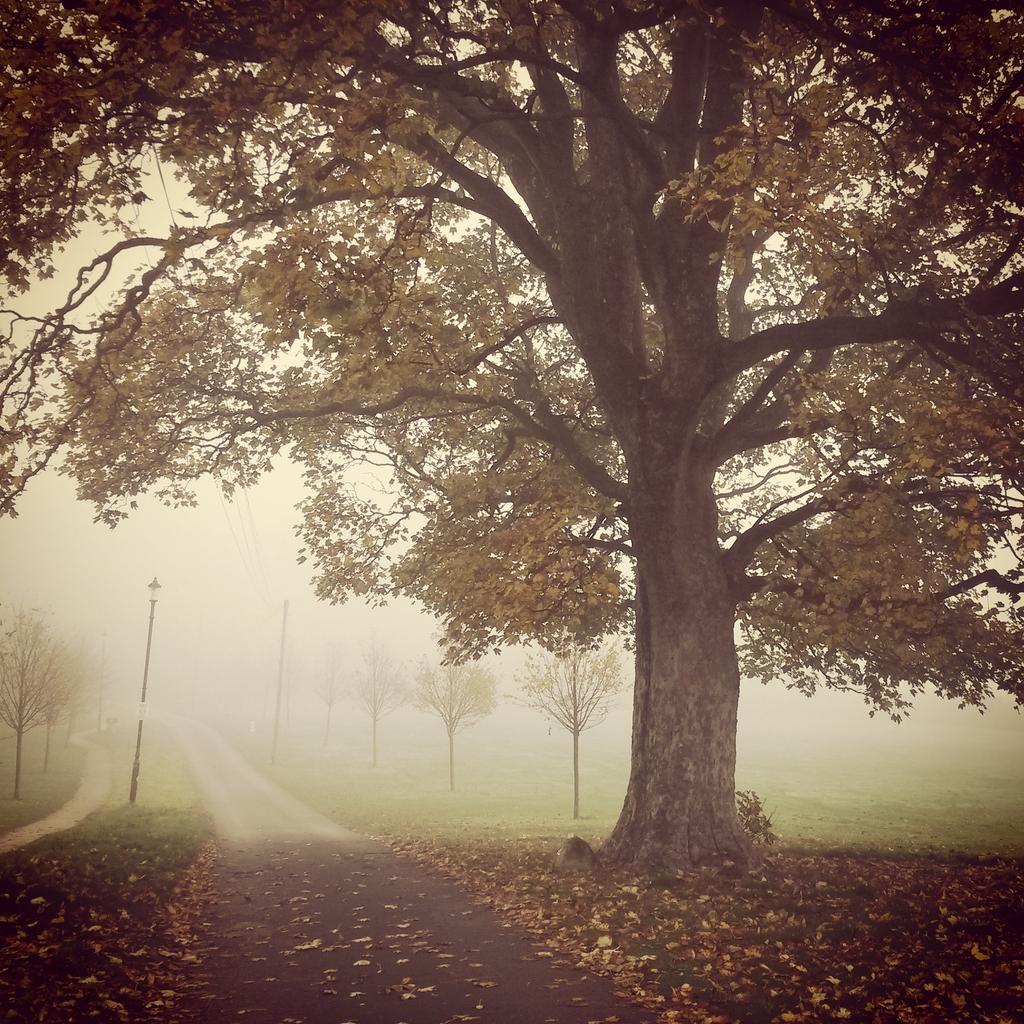 Ford Park in a blanket of fog this morning <a href="/fordparkproject/">ford park ulverston</a> <a href="/coachhouse_cafe/">The Coach House Café</a>  #fog #cumbria #ulverston #autumn