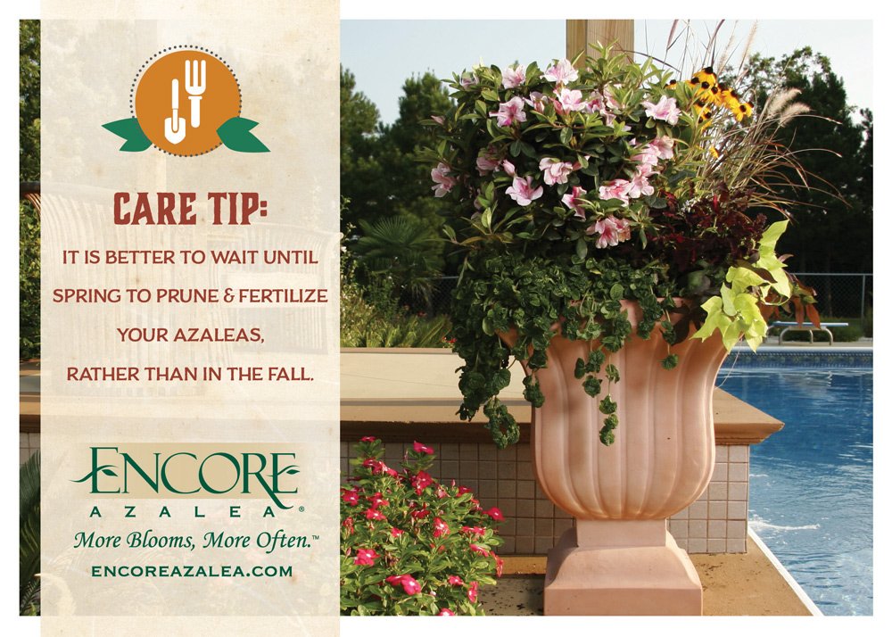 EncoreAzalea's tweet image. Tips for pruning #encoreazaleas: ow.ly/TXiVr #waituntilspring #springpruning