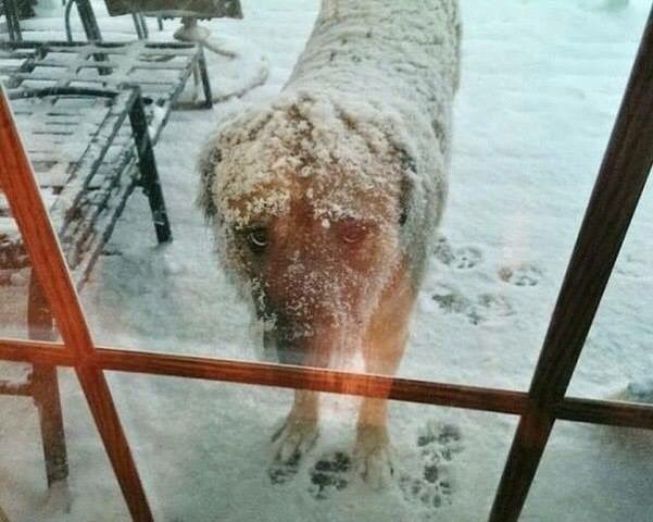 IshyDom's tweet photo. Зимой животным НЕГДЕ выспаться, негде восстановить силы!
Пожалуйста,не выгоняйте животных с подъездов на мороз! https://t.co/4RQ0SjZmFH