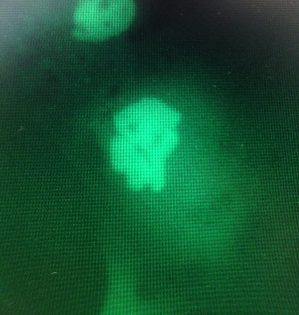 DrAEckert's tweet photo. Halloween may be over but this cell's nucleus looks like a little ghost 👻 #LabHorror https://t.co/3VkgmVQ34H