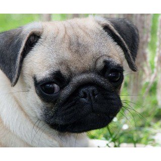 Joy_PhotoCam's tweet photo. Nuuuurh... #cute #pugs #pug #cutepug #dog #cutedog #cutecombination https://t.co/GKZrYtiOvp https://t.co/4qcYz1SBdG