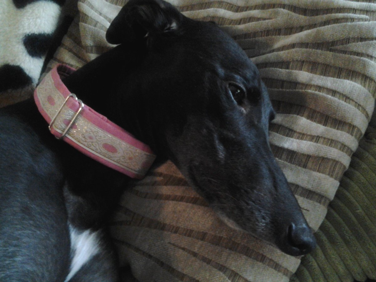 Questhousewoods's tweet photo. @karen73984451 @NWDogRescue 🐺👍Always!👍🐺
Here we is in Sml, Med, & Lge! Whippet-X, lurcher & greyhound!
#pointynoses https://t.co/TgHVgtb8hq