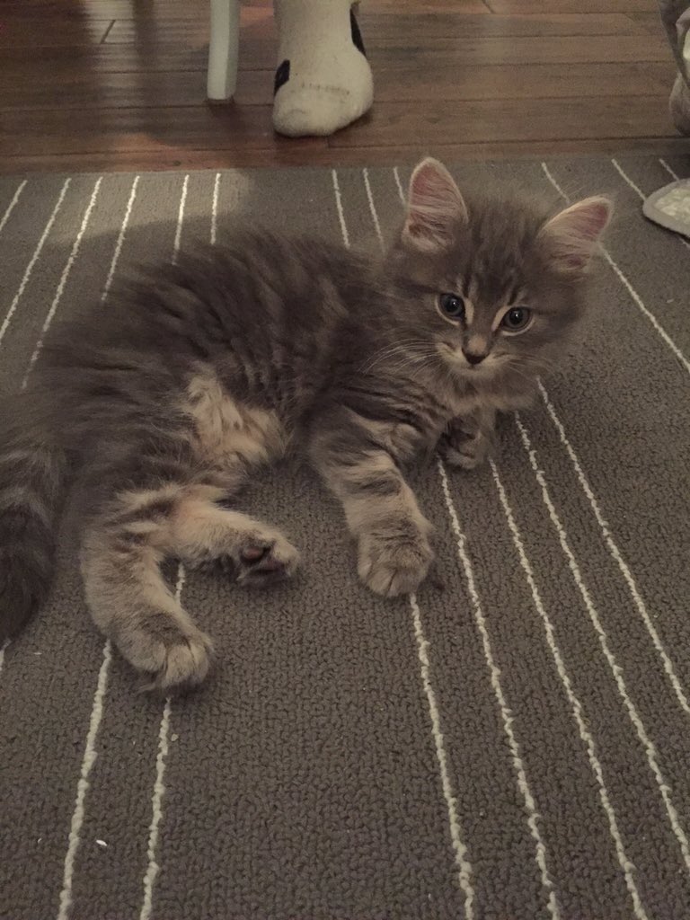 MackenzieHurst's tweet photo. Good morning from my little munchkin 🐯💕 https://t.co/5gODXG7neL