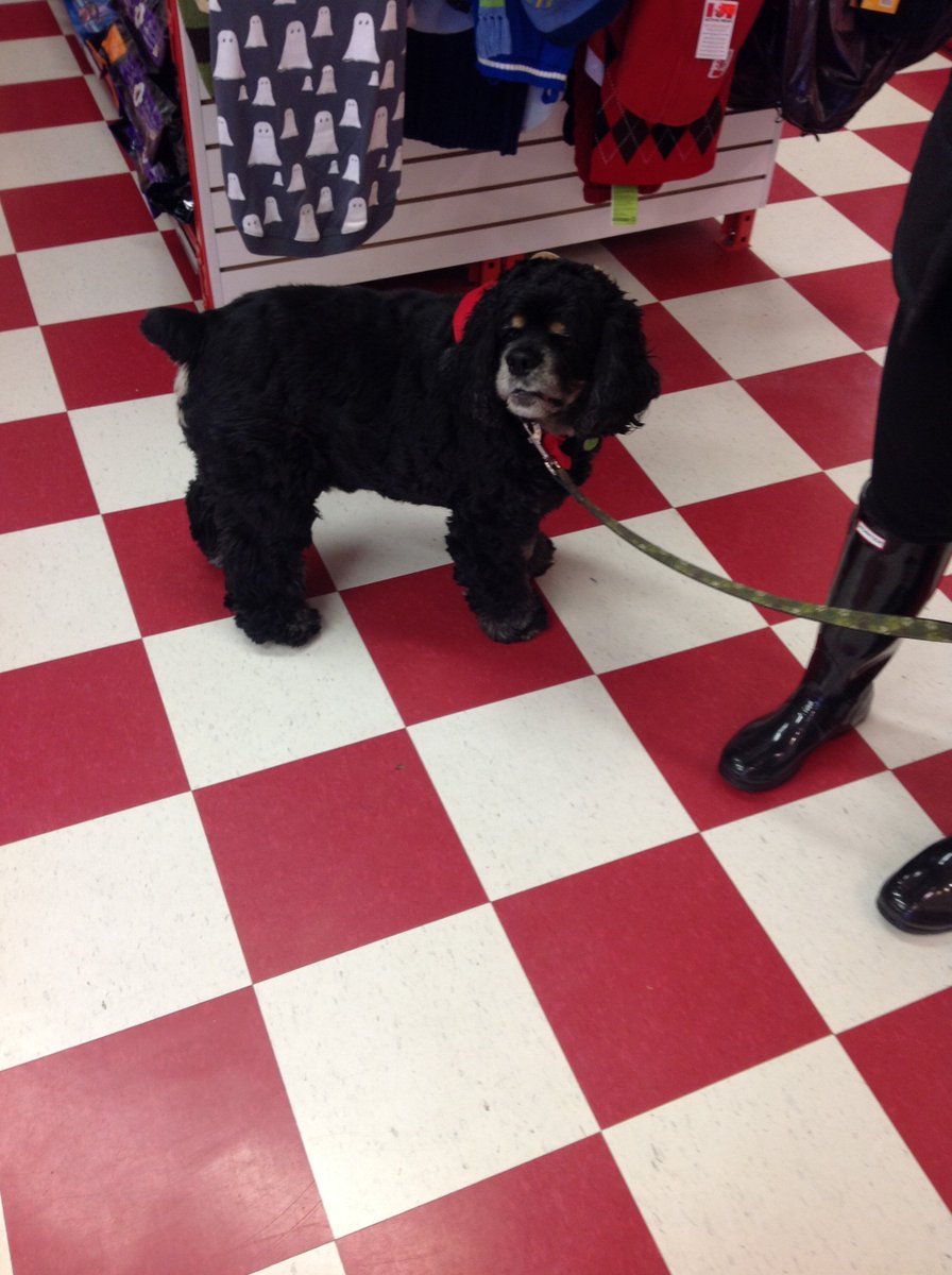 GlobalNiagara's tweet photo. Mary came in with the new sheriff in town (Murphy)! #Dogs #Cute #GlobalNiagara #Halloween https://t.co/5yy29dYspr