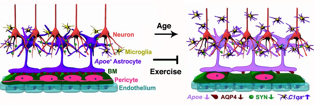 PLOSBiology's tweet photo. Old, fit, wise: exercise protects the aging brain via APOE &amp; neurovasculature #PLOSBiology https://t.co/srRndmzLoZ https://t.co/Eskyr6BWxP